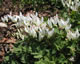 dicentra cucullaria 1749